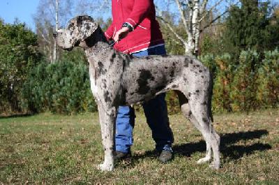 Alraune Vom Mephisto