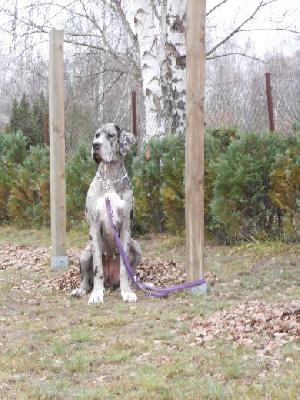 Alraune Vom Mephisto