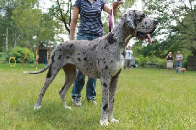 Alraune Vom Mephisto