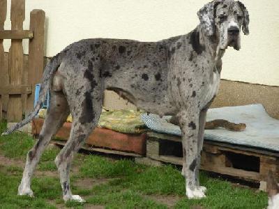 Alraune Vom Mephisto