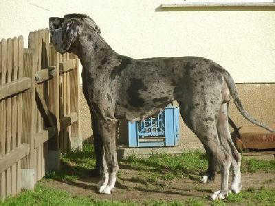 Alraune Vom Mephisto