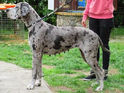 Alraune Vom Mephisto