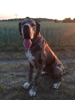 Alraune Vom Mephisto