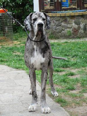 Alraune Vom Mephisto