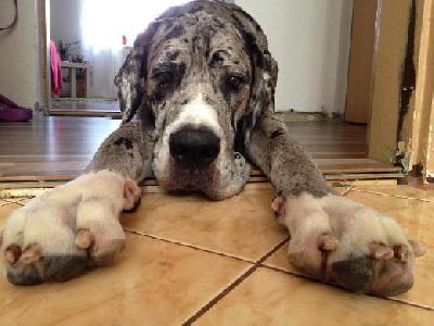 Alraune Vom Mephisto