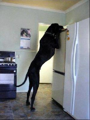 Alraune Vom Mephisto