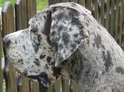 Alraune Vom Mephisto