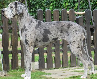 Alraune Vom Mephisto