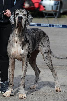 Alraune Vom Mephisto