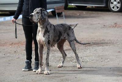 Alraune Vom Mephisto