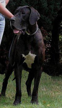 Hollywood De Fradiliaus