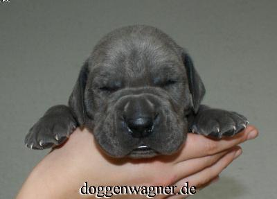 Sir Richard Vom Hause Wagner