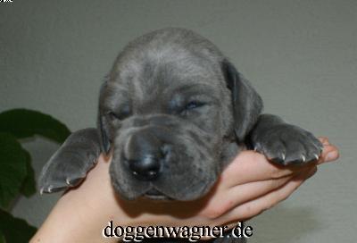 Sir Laurence Vom Hause Wagner