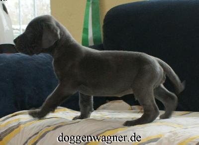 Sir Laurence Vom Hause Wagner