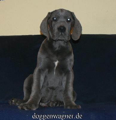 Sir Laurence Vom Hause Wagner