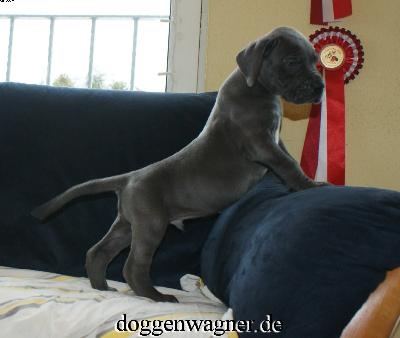 Sir Ridley Vom Hause Wagner