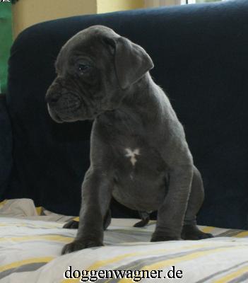 Sir Elton Vom Hause Wagner