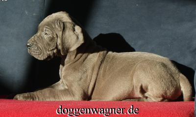 Sir Elton Vom Hause Wagner