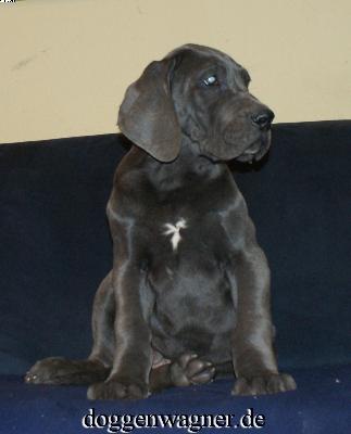 Sir Elton Vom Hause Wagner