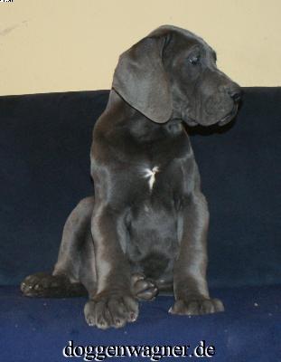 Sir Elton Vom Hause Wagner