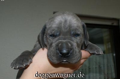 Sir George Vom Hause Wagner