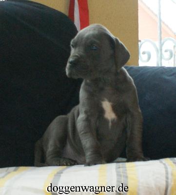 Sir George Vom Hause Wagner