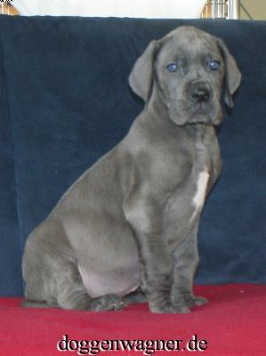 Sir George Vom Hause Wagner