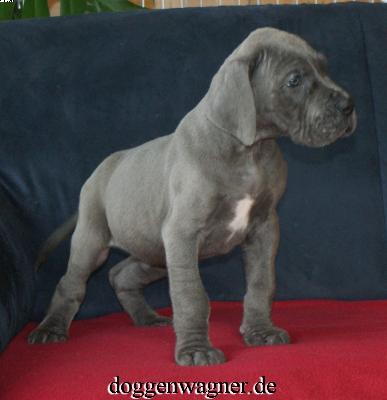 Sir George Vom Hause Wagner