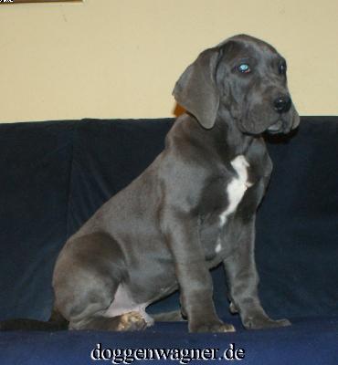 Sir Henry Vom Hause Wagner