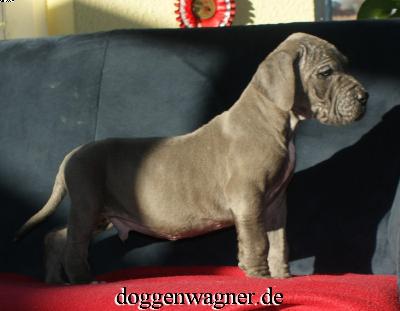 Sir Henry Vom Hause Wagner