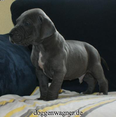 Sir Henry Vom Hause Wagner