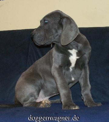 Sir Henry Vom Hause Wagner