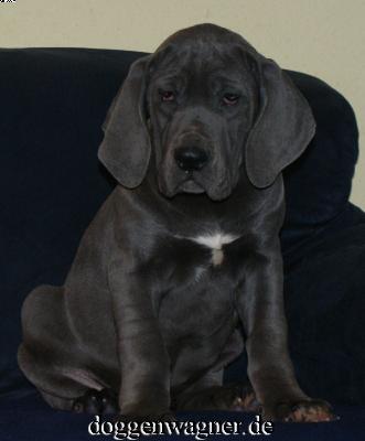 Sella Vom Hause Wagner