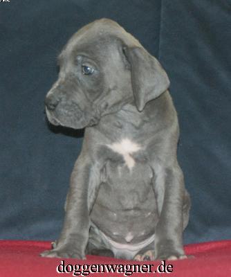 Sella Vom Hause Wagner