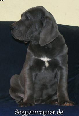 Sella Vom Hause Wagner