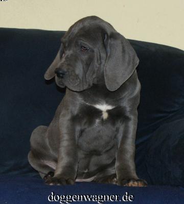 Sella Vom Hause Wagner