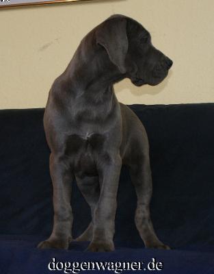 Spatia Vom Hause Wagner