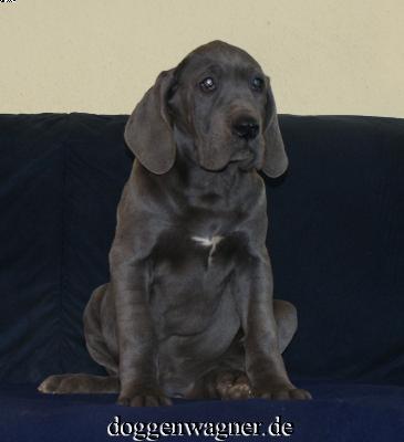 Synovia Vom Hause Wagner