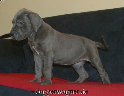 Symphysis Vom Hause Wagner