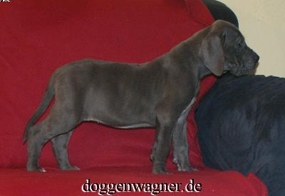 Squama Vom Hause Wagner