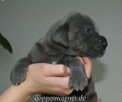 Sutura Vom Hause Wagner