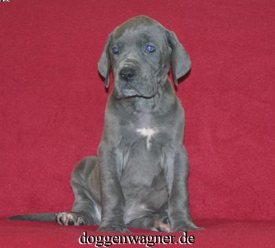 Sutura Vom Hause Wagner