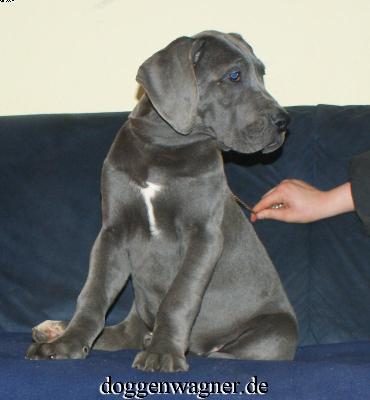 Sutura Vom Hause Wagner