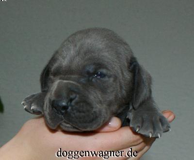 Substantia Vom Hause Wagner