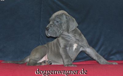 Substantia Vom Hause Wagner