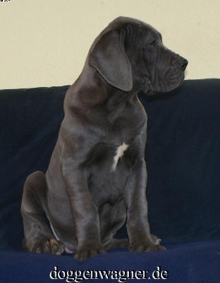 Substantia Vom Hause Wagner