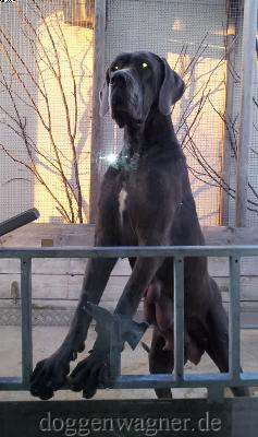 Substantia Vom Hause Wagner