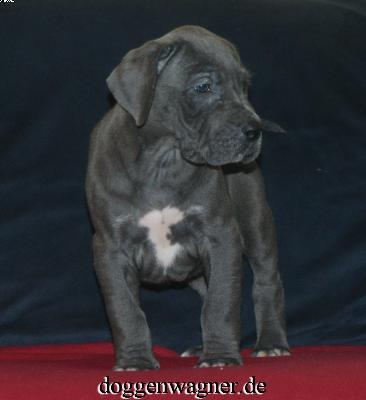 Solea Vom Hause Wagner