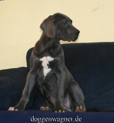 Solea Vom Hause Wagner