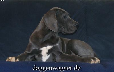 Solea Vom Hause Wagner